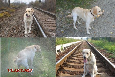 Tak toto je Biologický Budík Benny. Koľaje mu nie sú neznáme, ale radšej sa čvachce vo vode. © Jozef Kollár