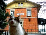 Nádražní kočička, Veřovice, © Karel Furiš