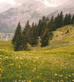 03.06.2007-Kandersteg, bobová dráha nad Kanderstegom v Oeschinen © Ivan Schuller