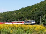 27. 8. 2008 - Ťahanovce - Kostoľany n. Hornádom, Gorila a záplava žltej © Mgr. Michal Kočuta