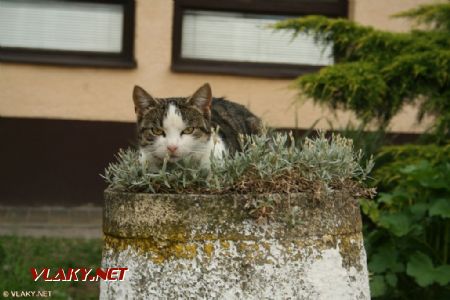 Hanisčanská cica na nás počkala, © Igor Molnár