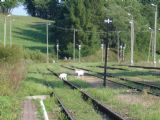 60 Dve kozy z blízkeho salaša pod Lupkówskou stanicou, 15.08.2009, © Ing. Miloš Šefčík.