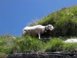 Detail ovce na vrcholu Monte Generoso. 8.7.2009 © Rastislav Štangl