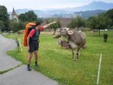 Rasťova komunikace s krávou nad Kriensem u Lucernu. 12.7.2009 © Jan Přikryl