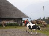 Typicky švýcarská kráva prchá před Rasťou u statku na svazích Pilatu. 12.7.2009 © Jan Přikryl