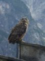 31.07.2010 – Hohenwerfen: jeden z cvičených vtákov na hrade Hohenwerfen © Ivan Schuller