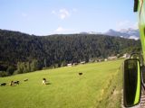 Bohinjska proga: pasoucí se krávy u Bohinjské Bistrice	3.7.2011	© Jan Přikryl