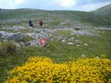 16.6.2011	Květina i značka v pohoří Bjelašnica	©	Rastislav Štangl