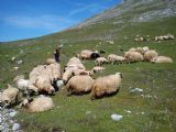 17.6.2011	Pasoucí se stáda ovcí s bačou	©	Rastislav Štangl