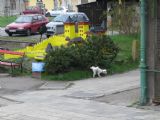 07.04.2012 - Kojetín: pejsek si značkuje teritorium i lze jej považovat za staničního (foto z R 738) © PhDr. Zbyněk Zlinský