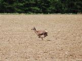Táto jelenica sa s nami pretekala, bola rýchlejšia :-) © Peter Wlachovský