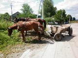 28.7.2011 – Solotvino: odparkované kone © Lukáš Tomek