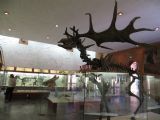 12.04.2013 – Moskva: Paleontologické múzeum: Okrem dinosaurov tu bol aj tento ozrutný jeleň © Dušan Štefánik