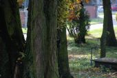 12.10.2013 - Velká Bystřice: veverka pozorující blázna © Radek Hořínek