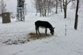 24.01.2014 - Varnsdorf, areál pivovaru Kocour: místní oslík © PhDr. Zbyněk Zlinský