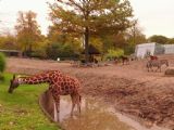 Kodaň: žirafa v zoo shání trávu vně výběhu © Tomáš Kraus, 27.10.2014