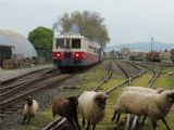Až hlasná húkačka presvedčila miestne ovce, aby opustili koľajisko, vlak odchádza späť do Zlatých Moraviec. Topoľčianky, 1.5.2015, © Jano Čúzy