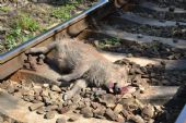 5.9.2015 - Kropáčova Vrutice: mladá divoká prasata sražená vlakem © Martin Skopal