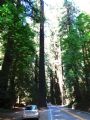 9.7.2015- Redwood National Park, CA- na starej ceste medzi prastarými sekvojami © Juraj Földes