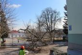 25.02.2016 - žst. Smiřice: v pohledu na výpravní budovu bránící strom jde k zemi © PhDr. Zbyněk Zlinský