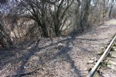 27.03.2016 - Hradec Kr.-Březhrad, vlečka Průmstav: čerstvá stopa po dřevorubeckém zásahu © PhDr. Zbyněk Zlinský