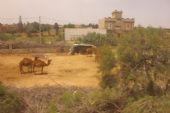 04.06.2016 - úsek Sidi Messoud - Mahdia Z.T.: velbloudi jsou doma (foto z vlaku 528) © PhDr. Zbyněk Zlinský