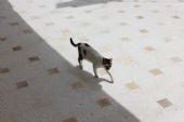 12.06.2016 - gare Mahdia: kočka nádražní pochůzku vykonávající © PhDr. Zbyněk Zlinský