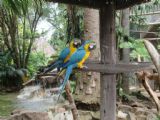 19.11.2016 - Durban North, Umgeni River Bird Park, párik voľných papagájov pri vstupe © Juraj Földes