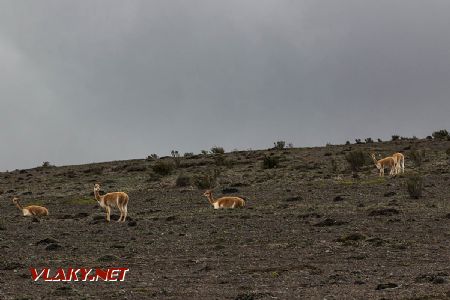 2017 – 5 zo 60 vikuní, ekvádorských © Tomáš Votava