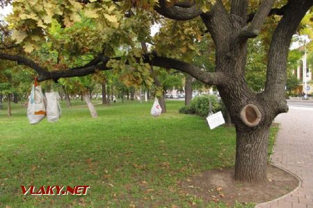 Kecskemét: strom s potravinovou pomocí v parku u nádraží, 29.09.2017 © Dominik Havel