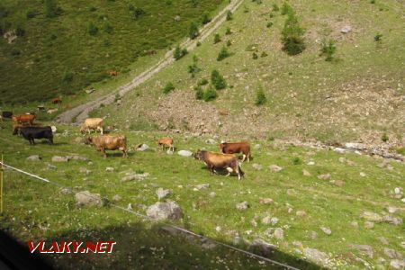 15.07.2017 – silnice na Umbrail: hovězí dobytek se zvonci na krku nesmí chybět © Dominik Havel