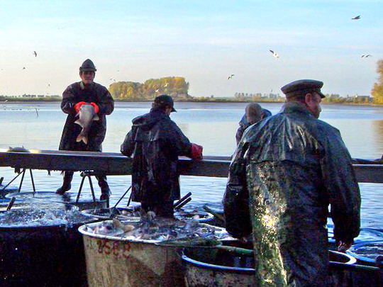 18.10.2008 - Tovačov: ryba sem, ryba tam, všude kam se podívám © Veronika Kluková