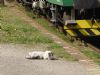 RE: Kočky na železnici
